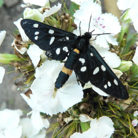 Amata phegea